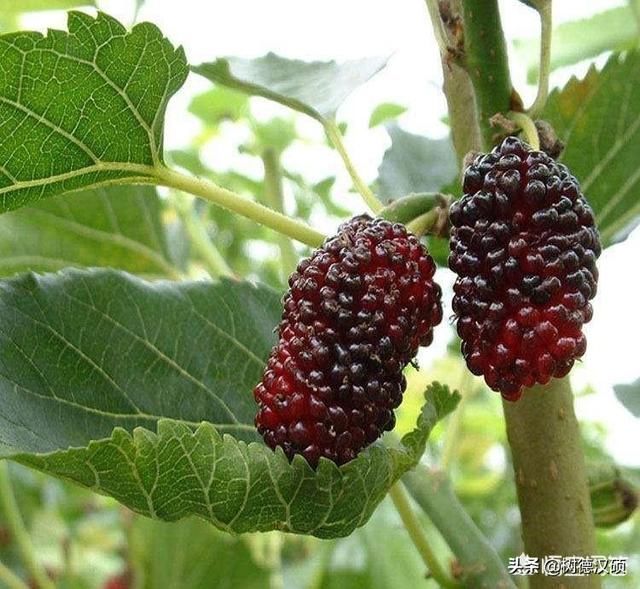 五树进宅,人穷家败 指的是哪五种树什么意思