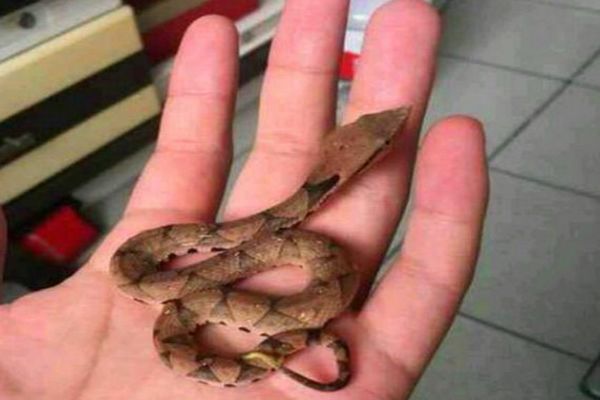 �ε���Ԥʾ��ʲô��˼ �μ�����ɶԤ���Ǻ�����