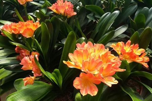 家里养植物的风水讲究 家里放什么植物对风水好