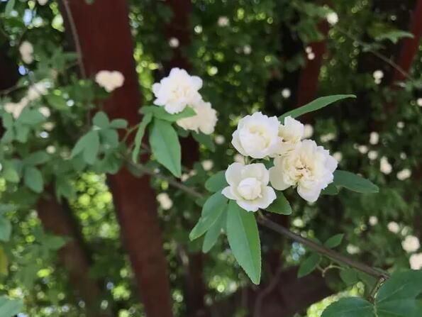 木香花为什么叫鬼招手 不能种在家里不吉利吗