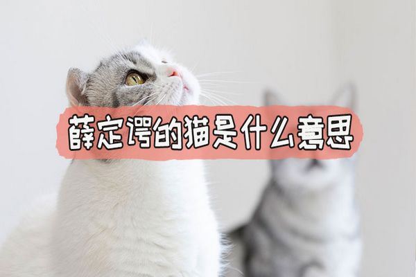 Ѧ���̵�è��ʲô��˼����ʲô �����ֱ�׵Ľ���