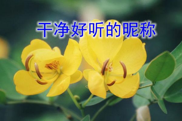 雅而不俗的网名 干净好听的昵称一看就舒服