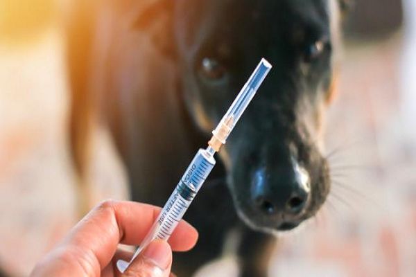 哪些情况下不用打狂犬疫苗 如何判断需不需要打狂犬疫苗