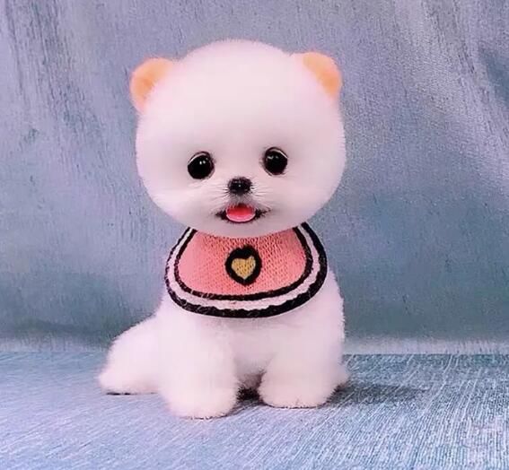 �豭Ȯ����Ǯһֻ һֻ�豭Ȯ����ԪǮ����