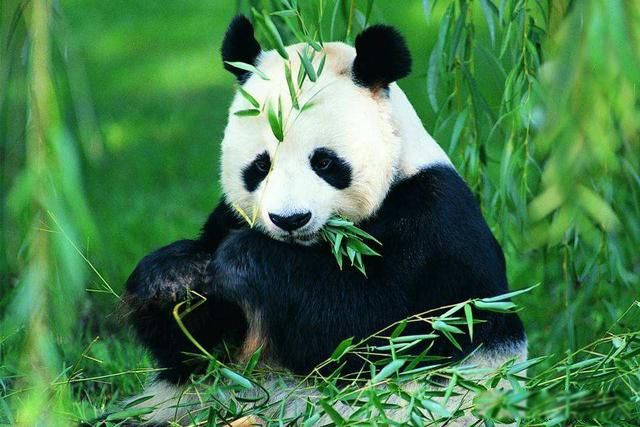 大熊猫一天可以排便多少次左右 一天排便40次的动物吃货