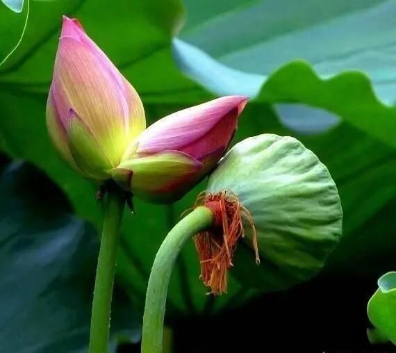 ������ֻ�����,������籯����ɶ��˼ ����ν֪������