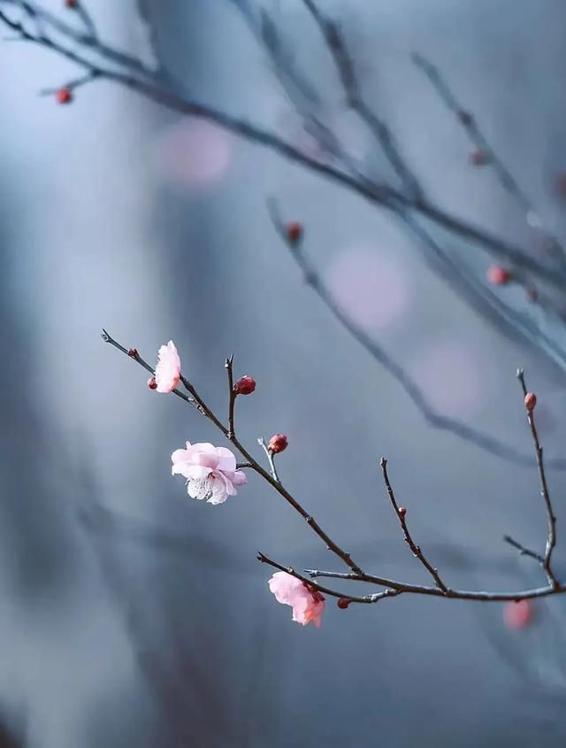 ԭ����Ű�ĵľ��� �о�ÿһ�ξ���˵�Ķ�����