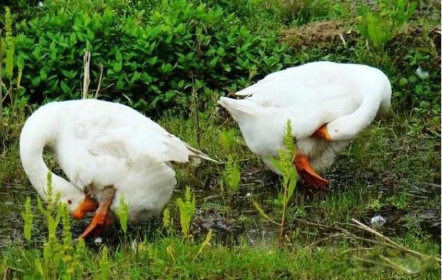 蛇怕什么最好的驱蛇方法是什么 蛇怕鹅是真的吗