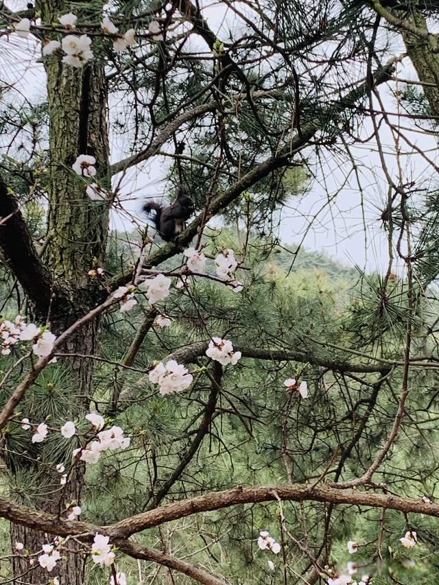 ֣ˬ��������״ ���������ձ������Ϲ������