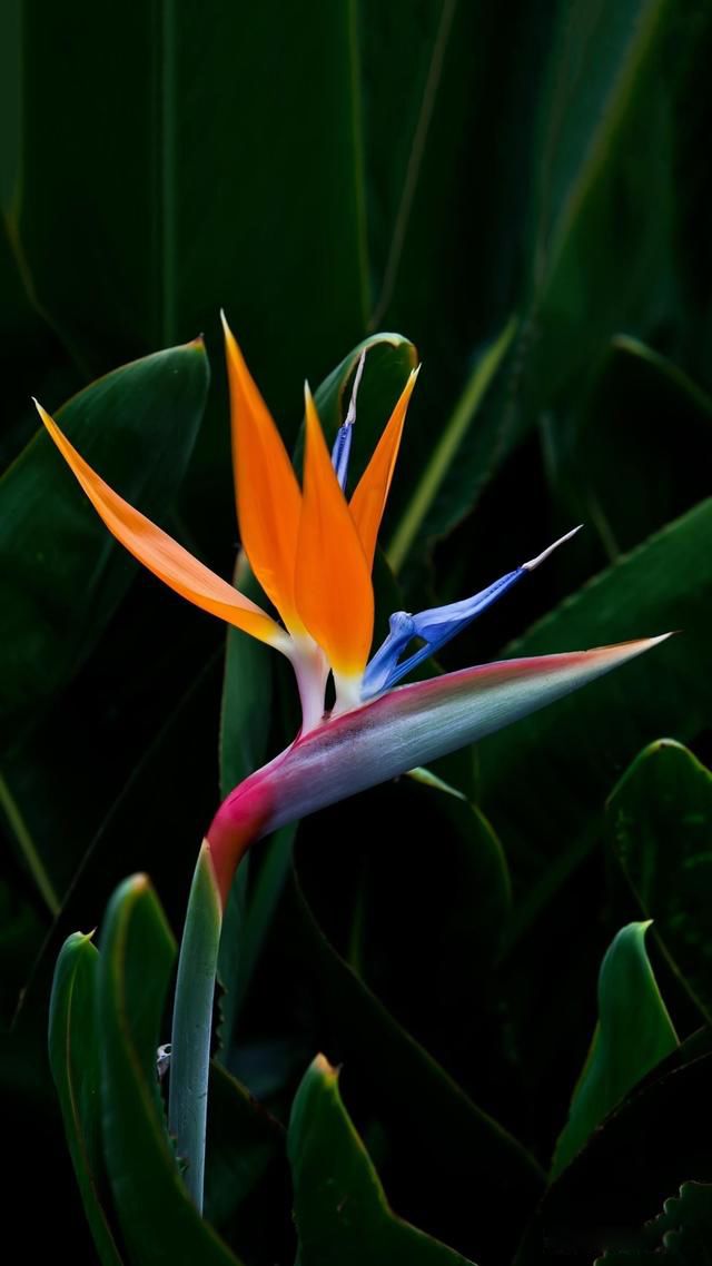 ���������Щ���� ��������ķ�չ����