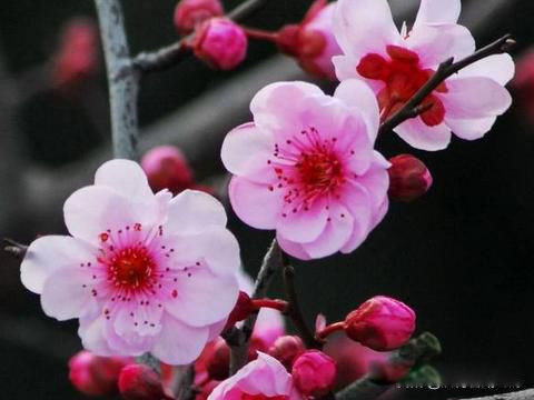 ��������ֱ����,Ī���޻�����֦��˼ Ů���Ӹ����־ͱ����