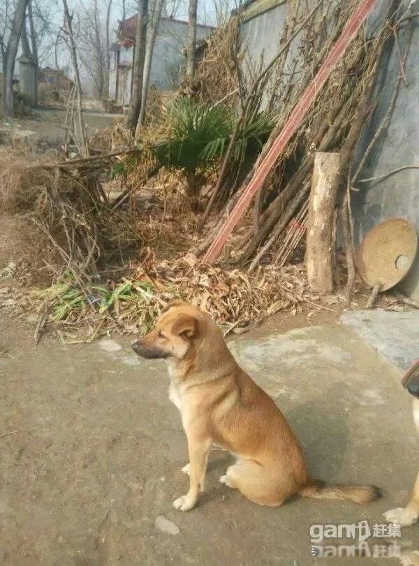再穷不卖看家狗,再富不宰耕地牛什么意思 千万都不要忘本