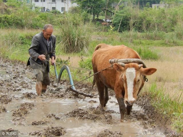 再穷不卖看家狗,再富不宰耕地牛什么意思 千万都不要忘本