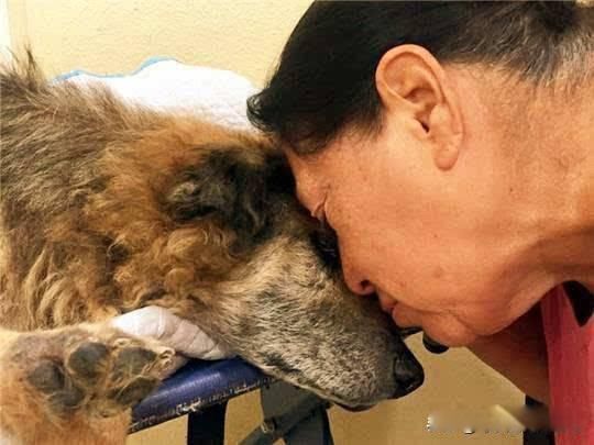 狗狗安乐死多少钱一支 在几十块到一二百块之间