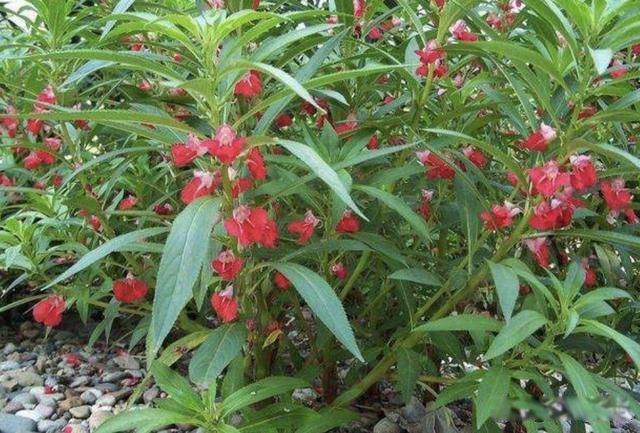 ������ʲôҩ�ŵ����� ������ֹ������Ժ����