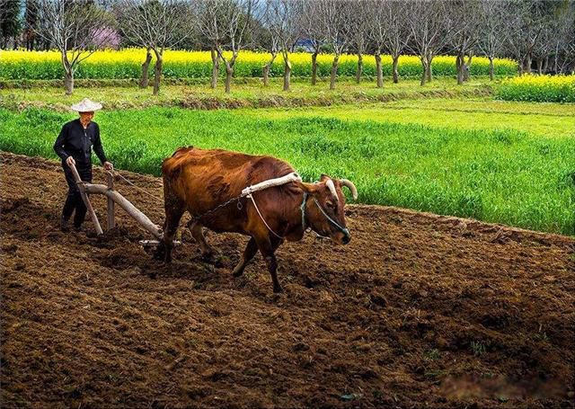 再穷不卖看家狗,再富不宰耕地牛什么意思 两种动物各有各的用途