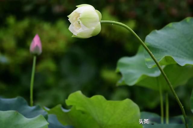 慈禧的老公是什么 晚年怀孕之谜这事就很蹊跷了