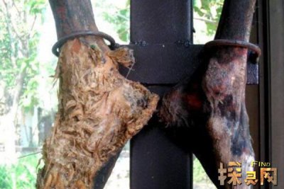 ̩����ʬ�����Ůʬ��˭ ���ְ汾˵����һ