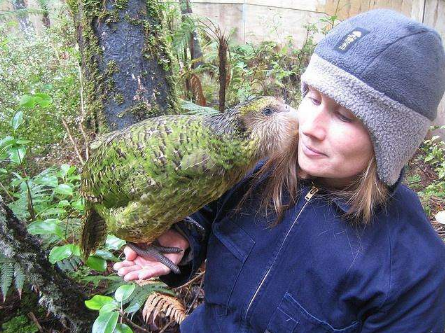 白凤头鹦鹉国内能养吗 属于保护动物吗