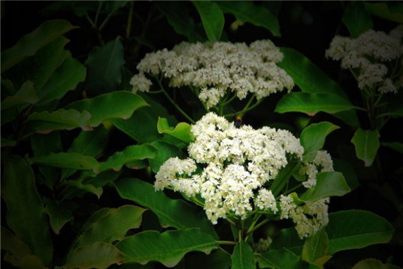 ʯ骻�Ϊʲô�����ۻ� ���˵�ζ������Ϊ������