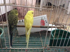 ��Ƥ������ʶ������ ��ô�������ó���Ļ�Ƥ���ĺ��Լ��׽�