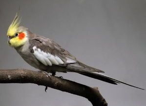 ��β���Ļ�˵���� ����ʲô�������Ļ�˵��