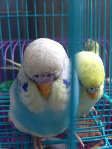 ��Ƥ���Ļ�˵���� ��ͷ��Ƥ������ô��˵��