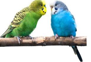 ��Ƥ���Ļ�˵���� ��ͷ��Ƥ������ô��˵��