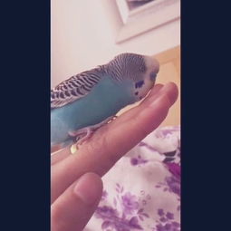 ��Ƥ���Ļ�˵���� ��ͷ��Ƥ������ô��˵��