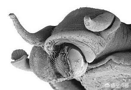 ��ţ����滹�Ǻ��� ���ں����ũ�����Σ��