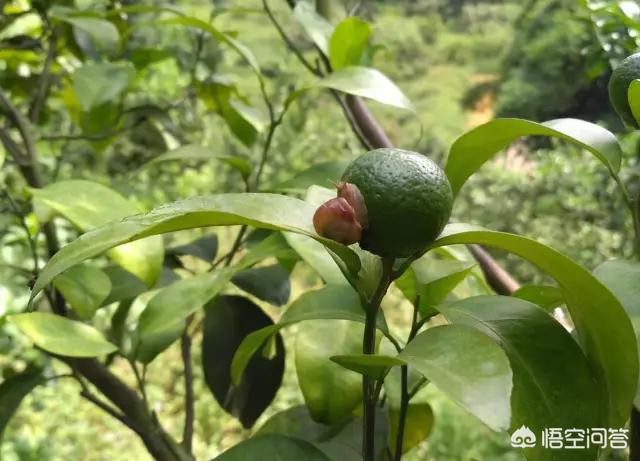 ��ţ����滹�Ǻ��� ���ں����ũ�����Σ��