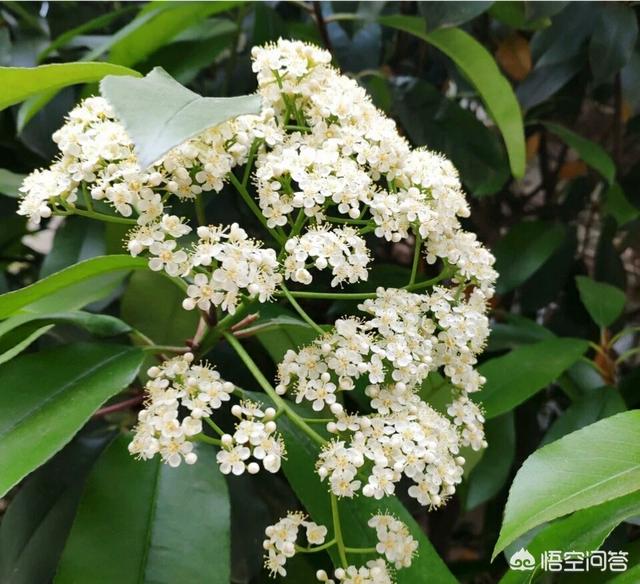 ʯ骻���ζ����ʲô�� ������ô���ŵ�ȴ�ܶ�