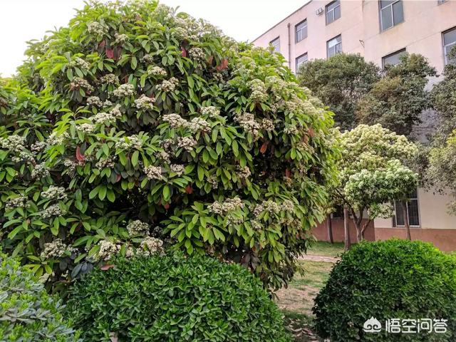 ʯ骻���ζ����ʲô�� ������ô���ŵ�ȴ�ܶ�