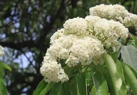 石楠花的味道是什么梗 充斥的都是不可描述的味道