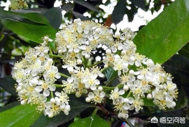 石楠花的味道是什么梗 充斥的都是不可描述的味道