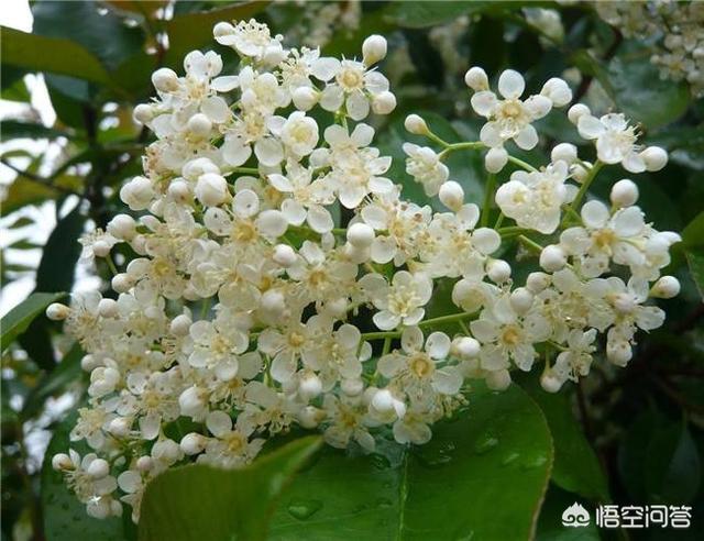 石楠花的味道是什么梗 充斥的都是不可描述的味道