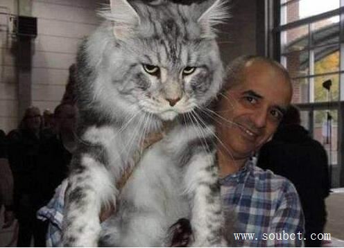 ����������è��ʲôèͼƬ ��������è�����ж��һ����ٽ�