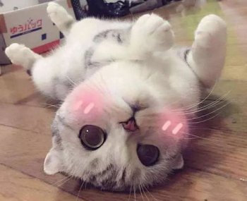 Фս��è��ʲô���� ����è��ʲôƷ�ֵ�