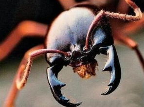 食人蚁是什么 是什么样的在非洲无敌