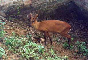 ���ӽǱ�а��˵�� ��аЧ����ô�������