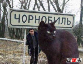 乌克兰巨猫angie有多大真实存在吗 巨猫事件真相是什么