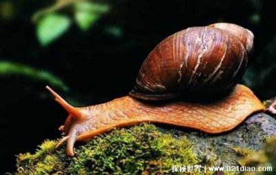 僵尸蜗牛是什么 寄生虫被取出到底有多可怕