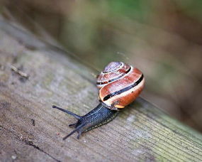 ��ţ�᲻�������� ������ţ������������