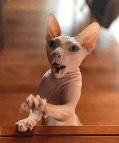 霍思燕的猫小玉是什么品种 养的没有毛的猫是什么猫