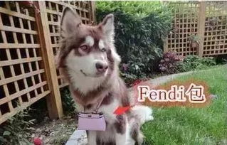 ��˼���èС����ʲôƷ�� ����û��ë��è��ʲôè