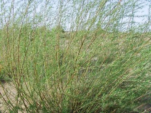 粗柳簸箕细柳斗世上谁嫌男人丑啥意思 出自西游记第五十四回