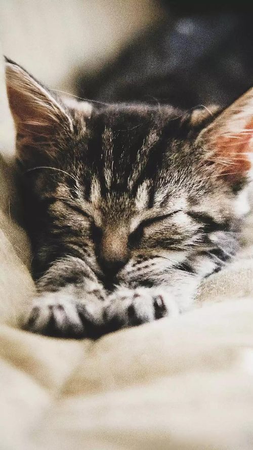 �ܲ�Ϊʲôϲ�����˵���� ��ʵÿ�����˶��ǲܲ�