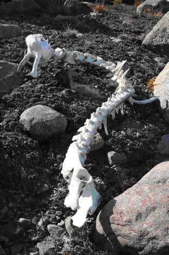 世界上有龙吗 看看这些历史上真实存在的证据