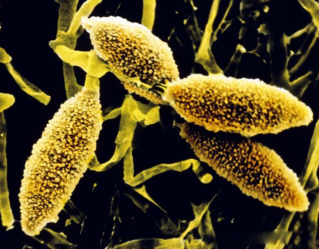 ̫����ʲô���� �ݳ�Ҳ��һζ������ҩ