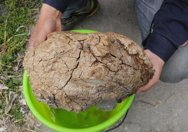 ̫����ʲô���� �ݳ�Ҳ��һζ������ҩ